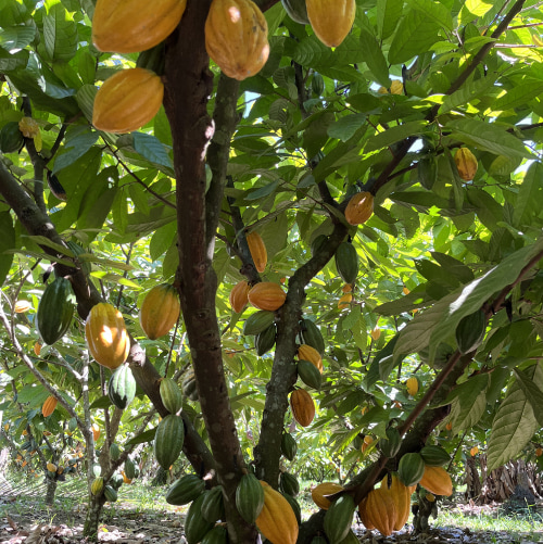 El cultivo de cacao