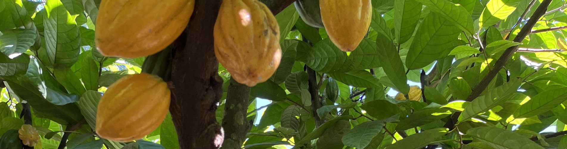 Promoviendo el cultivo de cacao