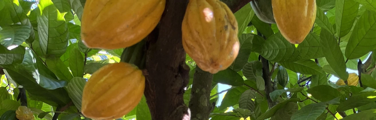 Inkao Perú: Promoviendo el cultivo de cacao en el VRAEM