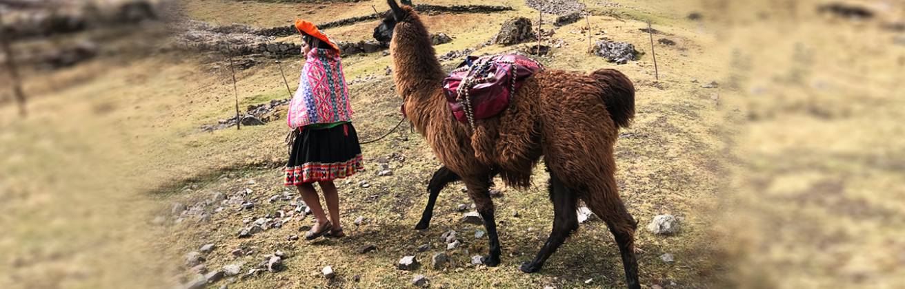 Llama Pack y la revalorización de los llameros: El turismo ecoamigable en pro del desarrollo local