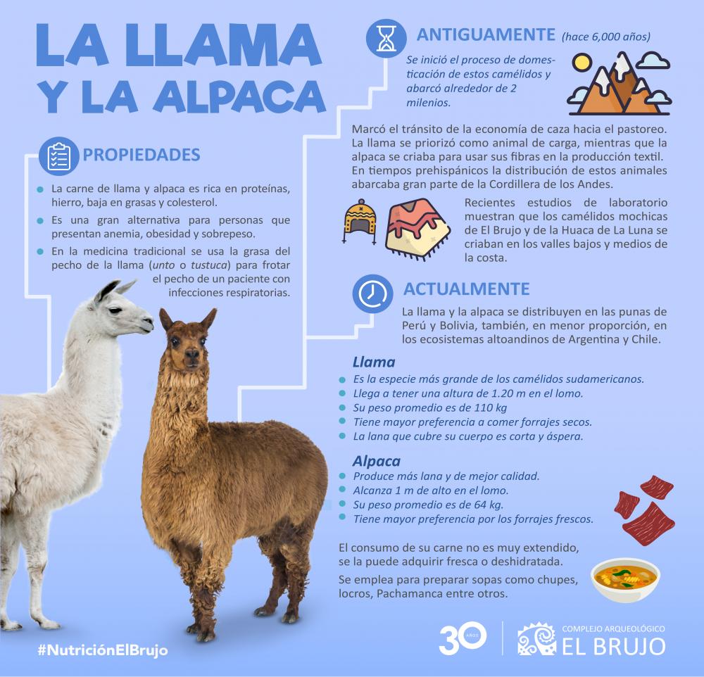 La llama y la alpaca