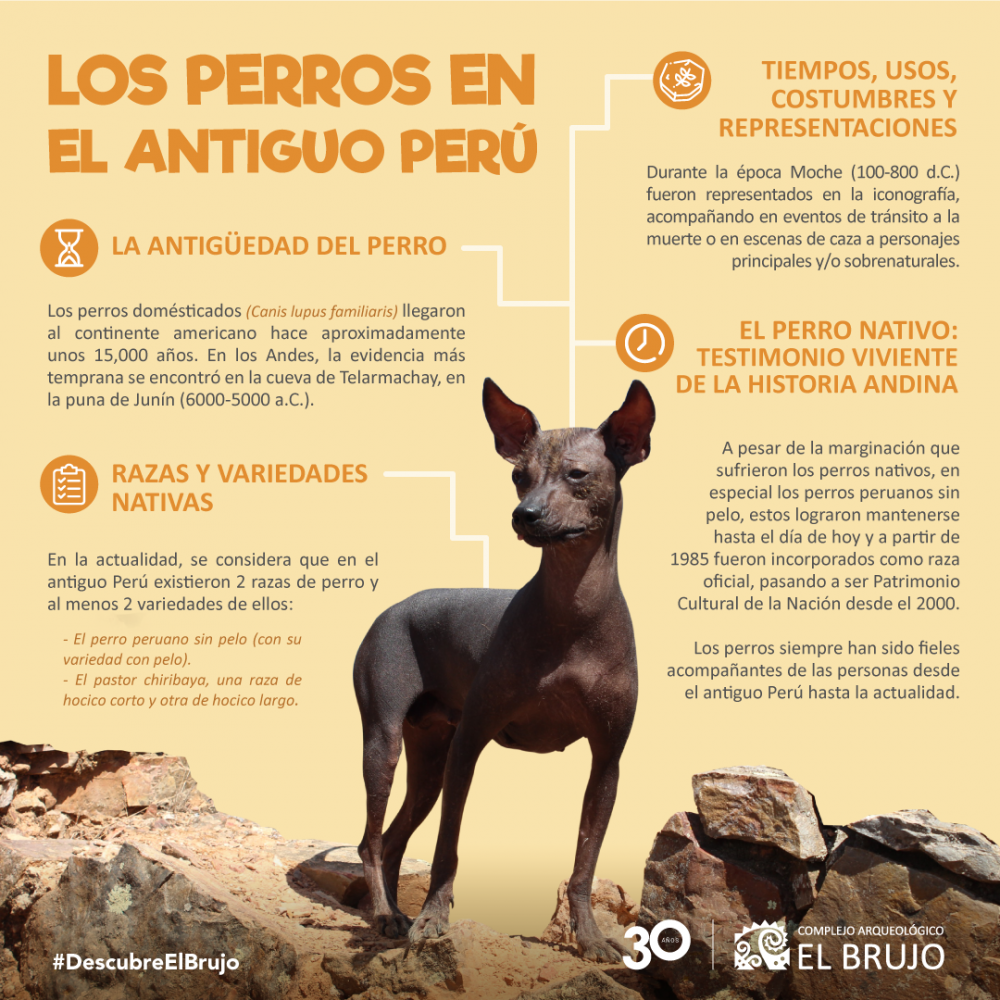 Los perros en el Perú Prehispánico