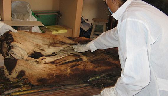 Desenfardado de la Señora de Cao