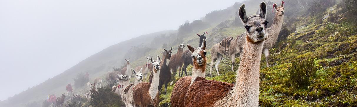 La llama y la alpaca