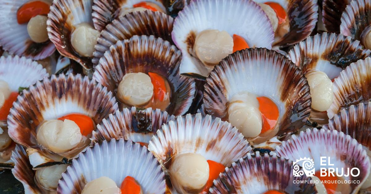 La concha de abanico