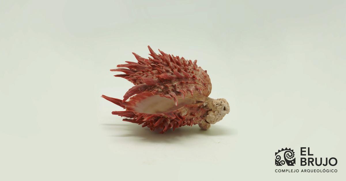 ¿Qué es el Spondylus? Un símbolo de fertilidad y abundancia en épocas prehispánicas