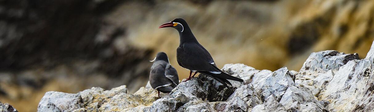 Las Islas del Litoral Andino: Apuntes sobre su Economía y Ritos en Periodos Prehispánicos Parte 2 (Conclusión)
