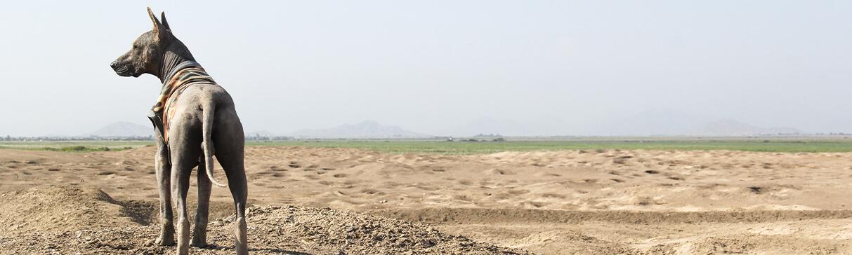 Los perros en el Perú Prehispánico