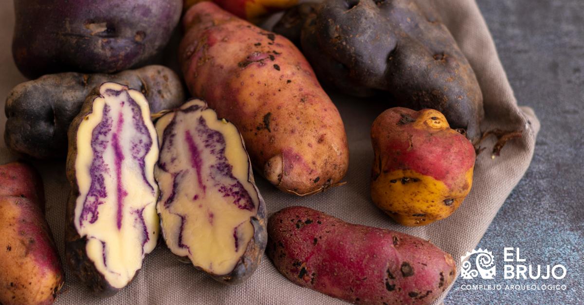 Agricultura: Conoce las plantas alimenticias consumidas por los Mochicas