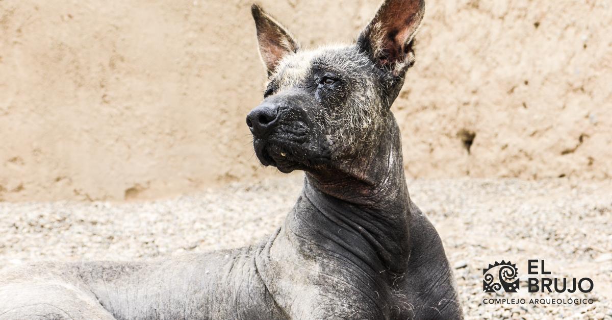 El perro y su domesticación en el Perú prehispánico